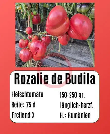 Rozalie de Budila DER TOMATENFLÜSTERER