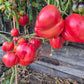 Rozalie de Budila DER TOMATENFLÜSTERER
