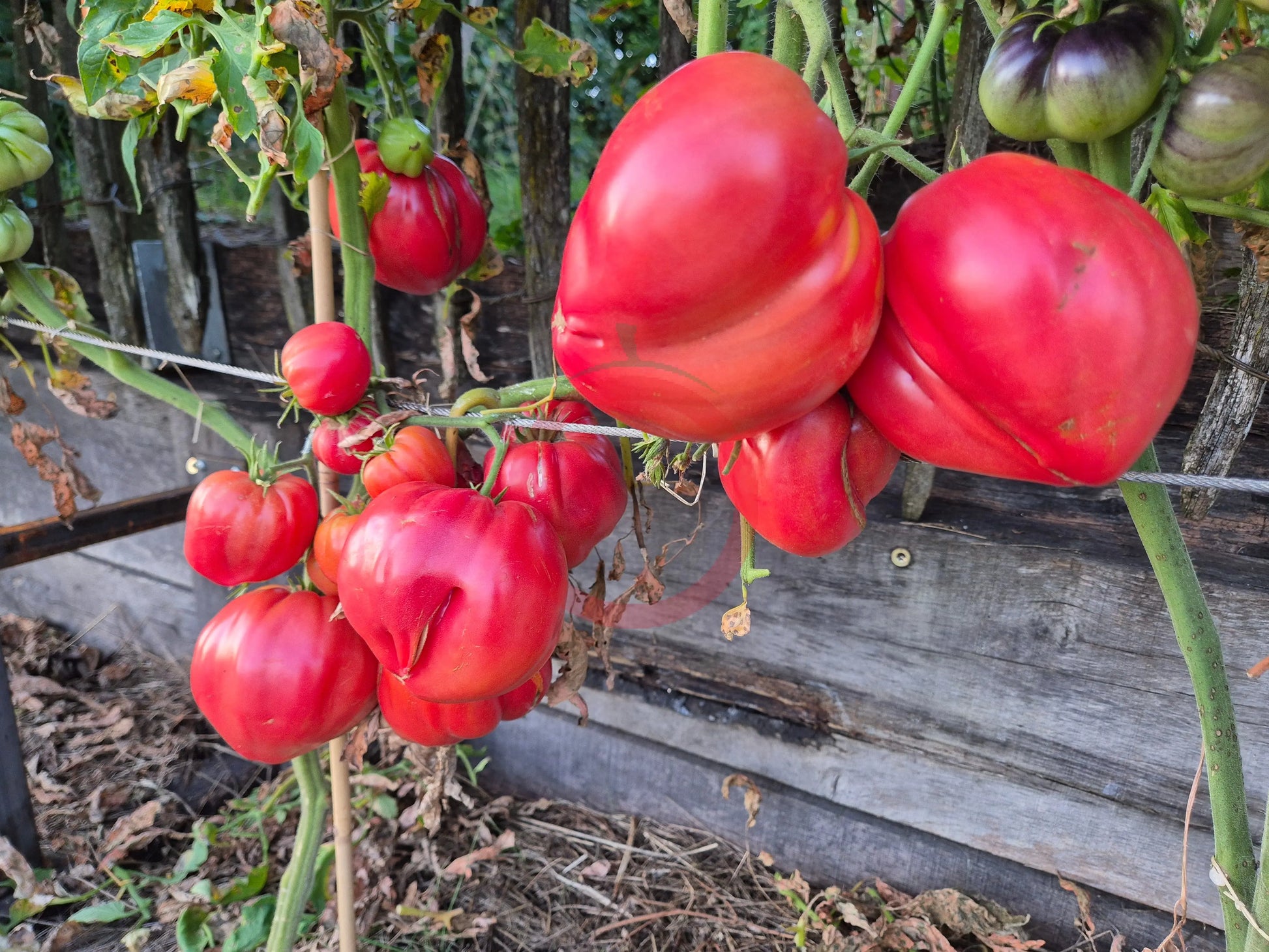Rozalie de Budila DER TOMATENFLÜSTERER