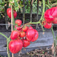Rozalie de Budila DER TOMATENFLÜSTERER