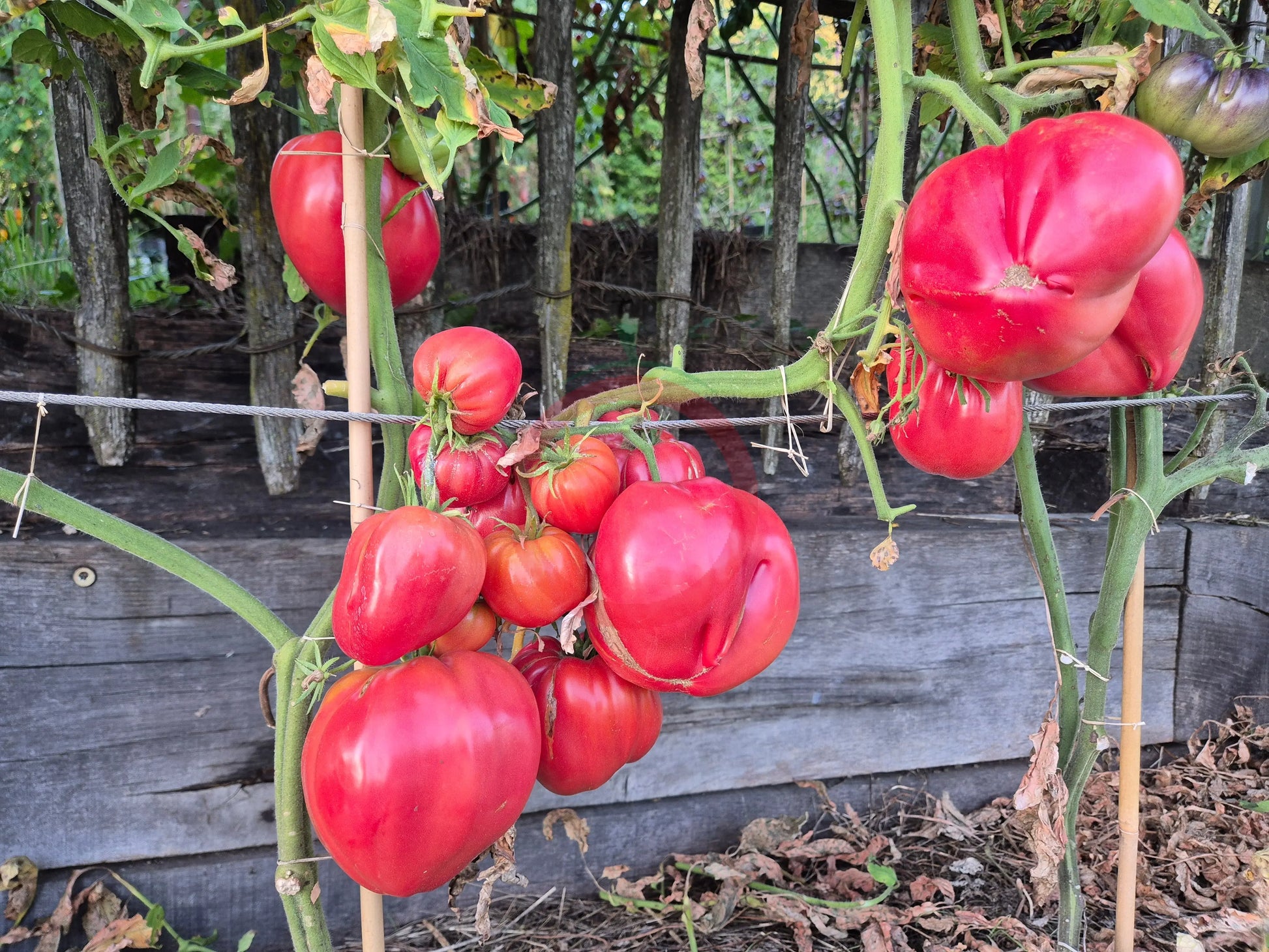 Rozalie de Budila DER TOMATENFLÜSTERER