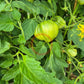 Rozalie de Budila DER TOMATENFLÜSTERER