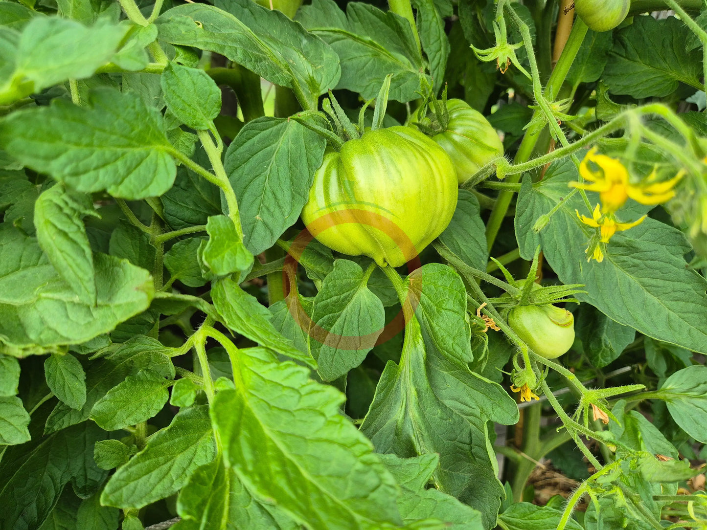 Rozalie de Budila DER TOMATENFLÜSTERER