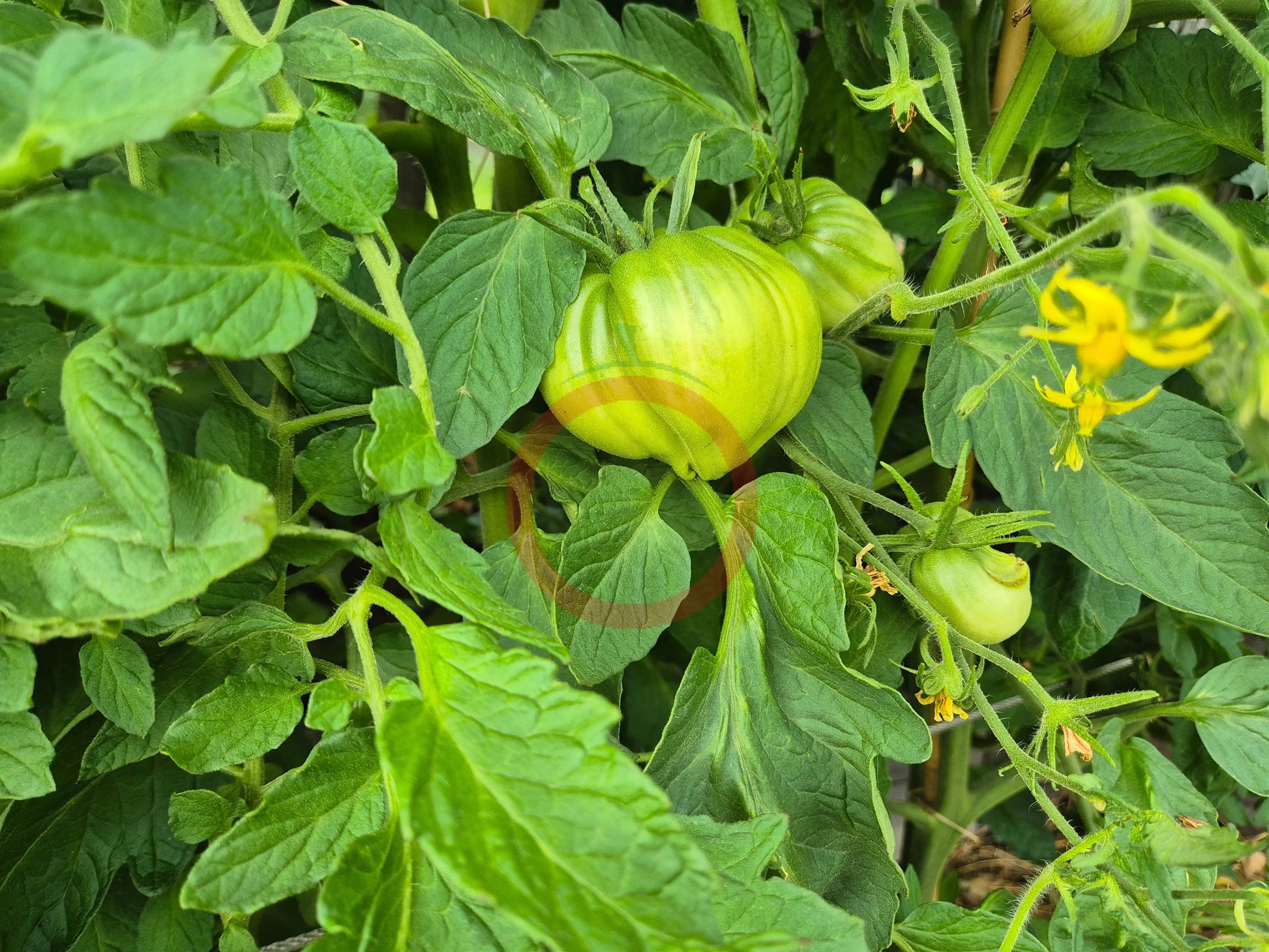 Rozalie de Budila DER TOMATENFLÜSTERER