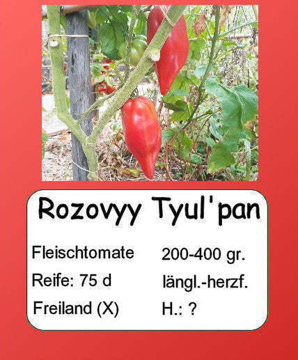 Rozovyy Tyul'pan DER TOMATENFLÜSTERER