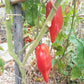 Rozovyy Tyul'pan DER TOMATENFLÜSTERER