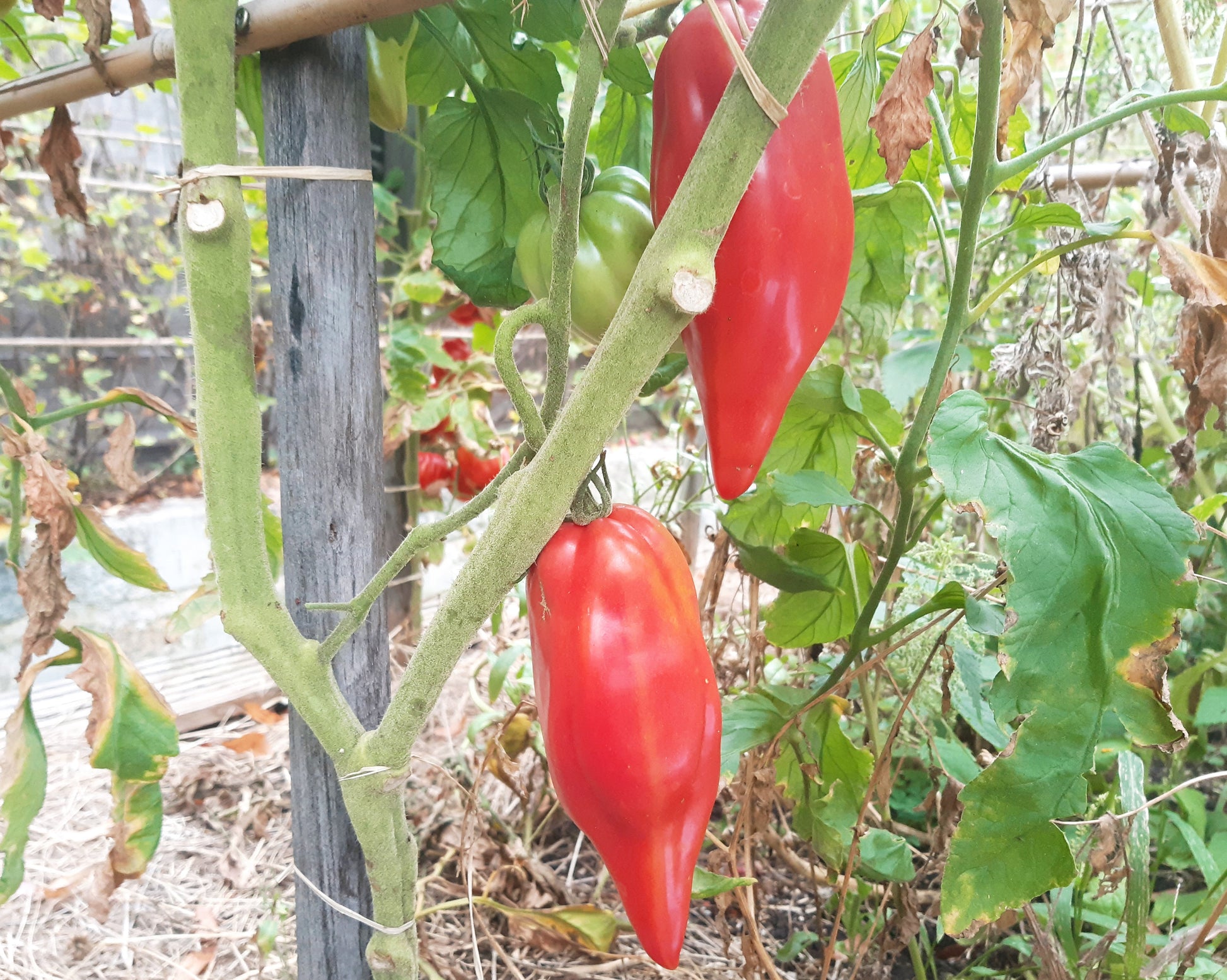 Rozovyy Tyul'pan DER TOMATENFLÜSTERER