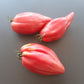 Rozovyy Tyul'pan DER TOMATENFLÜSTERER