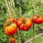 Ruby Surprise DER TOMATENFLÜSTERER