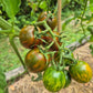 Rüdiger Dietzel DER TOMATENFLÜSTERER