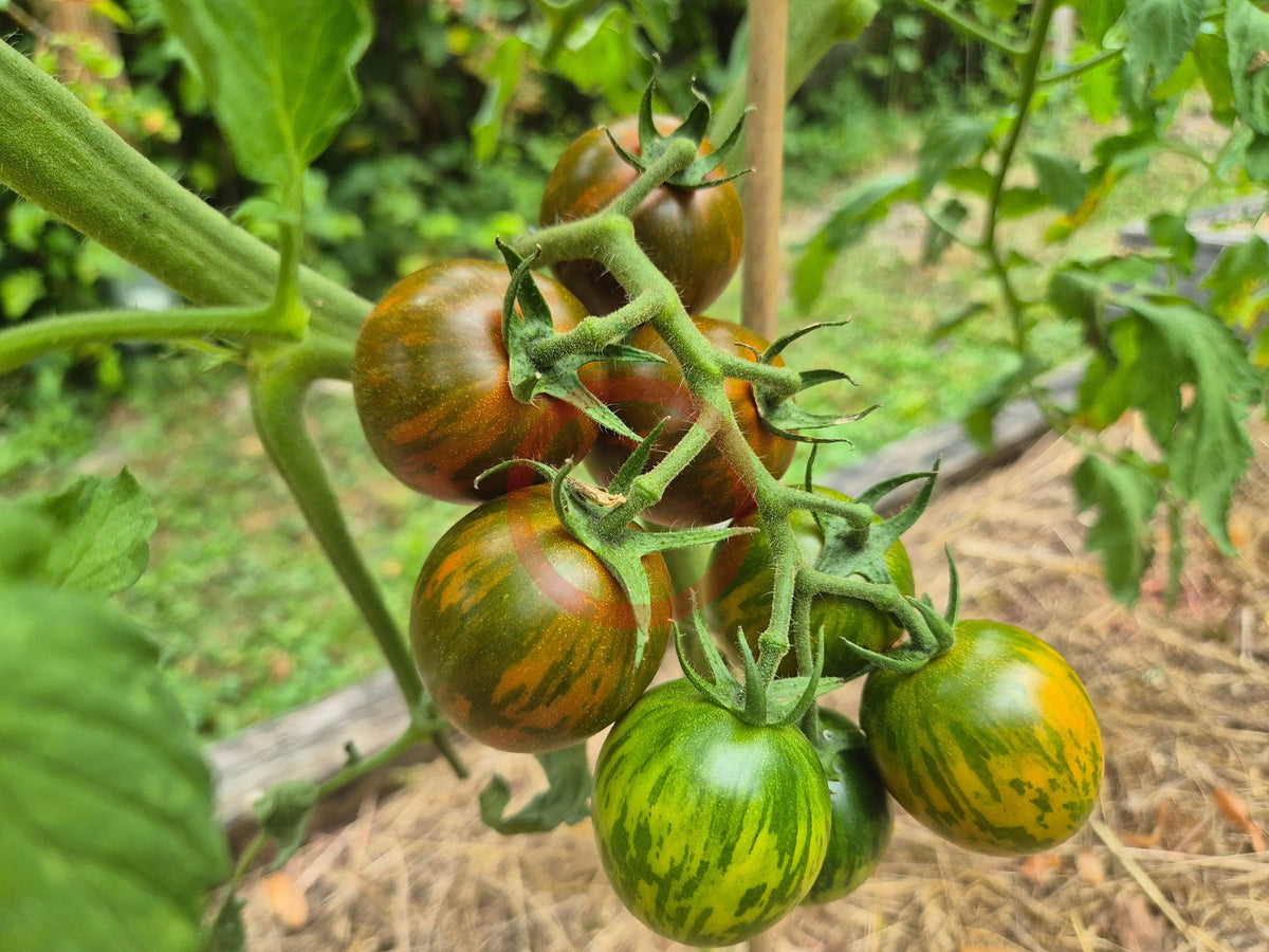 Rüdiger Dietzel DER TOMATENFLÜSTERER