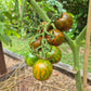 Rüdiger Dietzel DER TOMATENFLÜSTERER