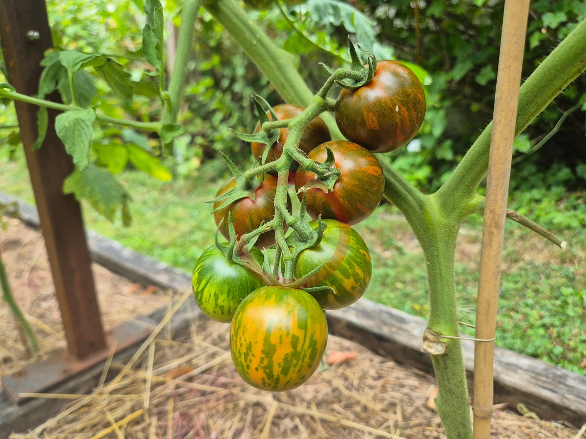 Rüdiger Dietzel DER TOMATENFLÜSTERER