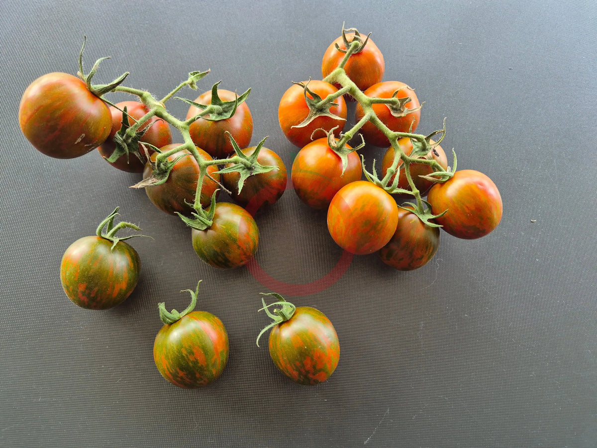 Rüdiger Dietzel DER TOMATENFLÜSTERER