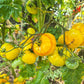 Rumpelstilskin DER TOMATENFLÜSTERER