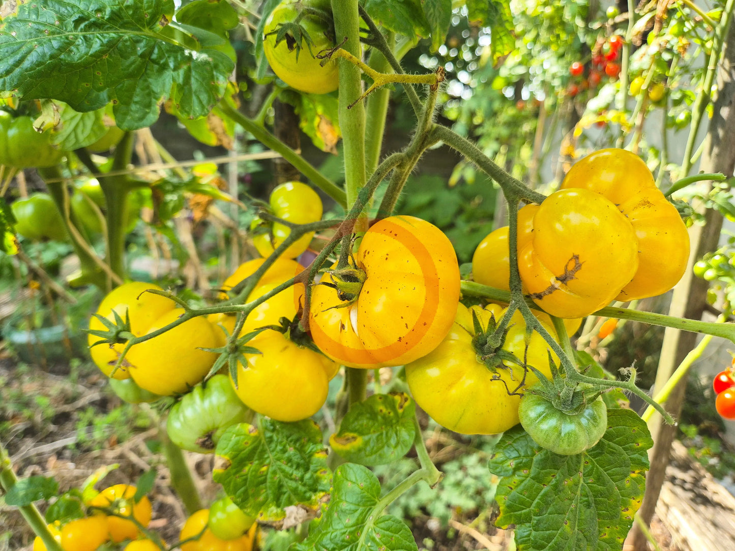 Rumpelstilskin DER TOMATENFLÜSTERER