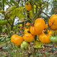 Rumpelstilskin DER TOMATENFLÜSTERER