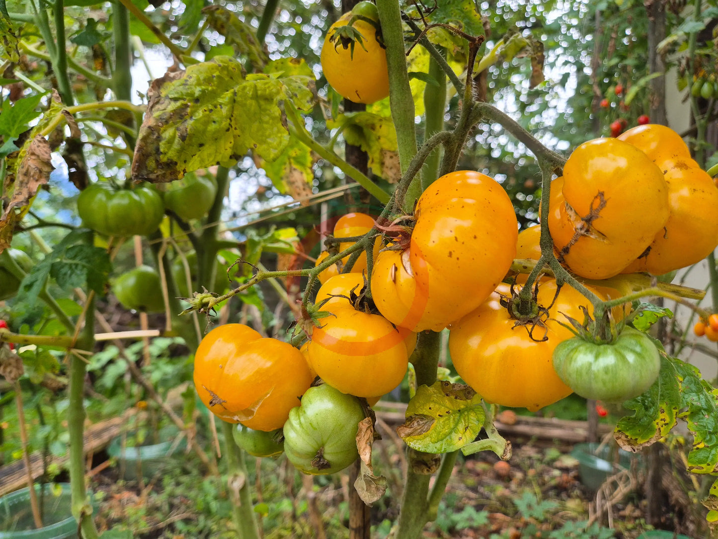 Rumpelstilskin DER TOMATENFLÜSTERER