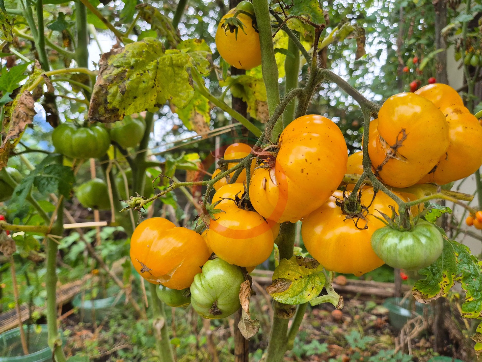 Rumpelstilskin DER TOMATENFLÜSTERER
