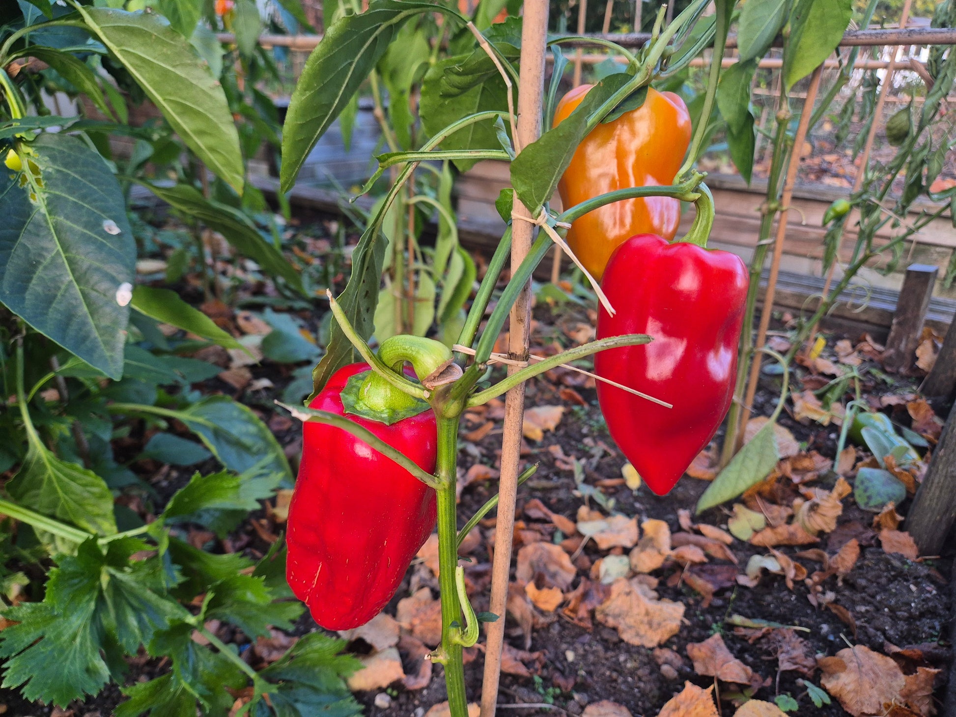Russischer Spitzerl DER TOMATENFLÜSTERER