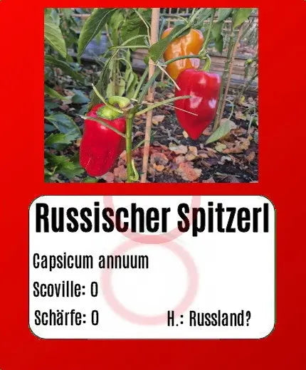 Russischer Spitzerl DER TOMATENFLÜSTERER