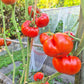 Rustique de Saint-Flour DER TOMATENFLÜSTERER