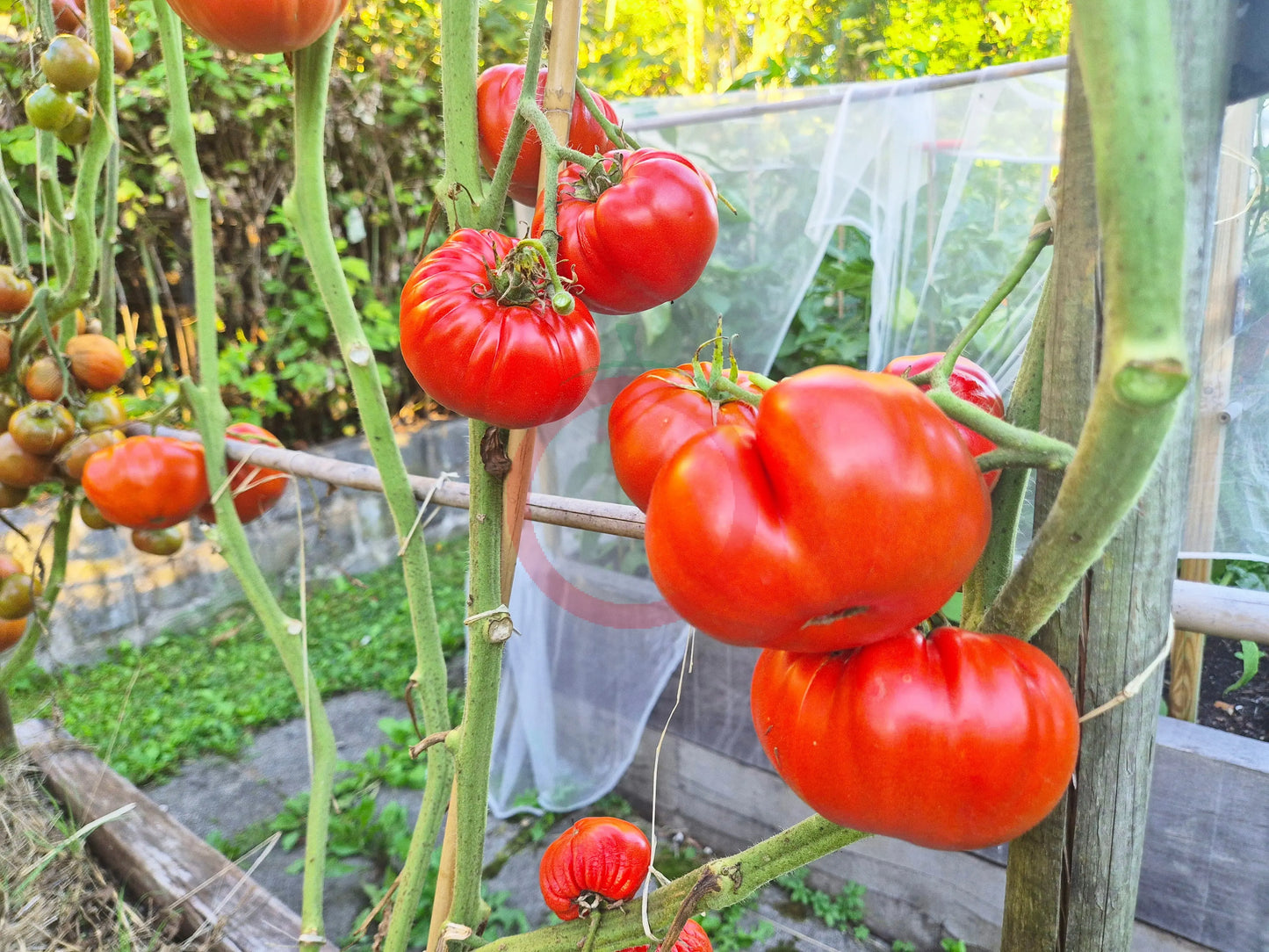 Rustique de Saint-Flour DER TOMATENFLÜSTERER