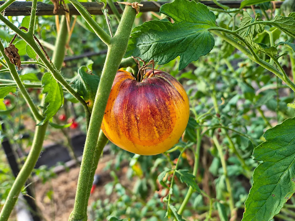 Sabotage DER TOMATENFLÜSTERER