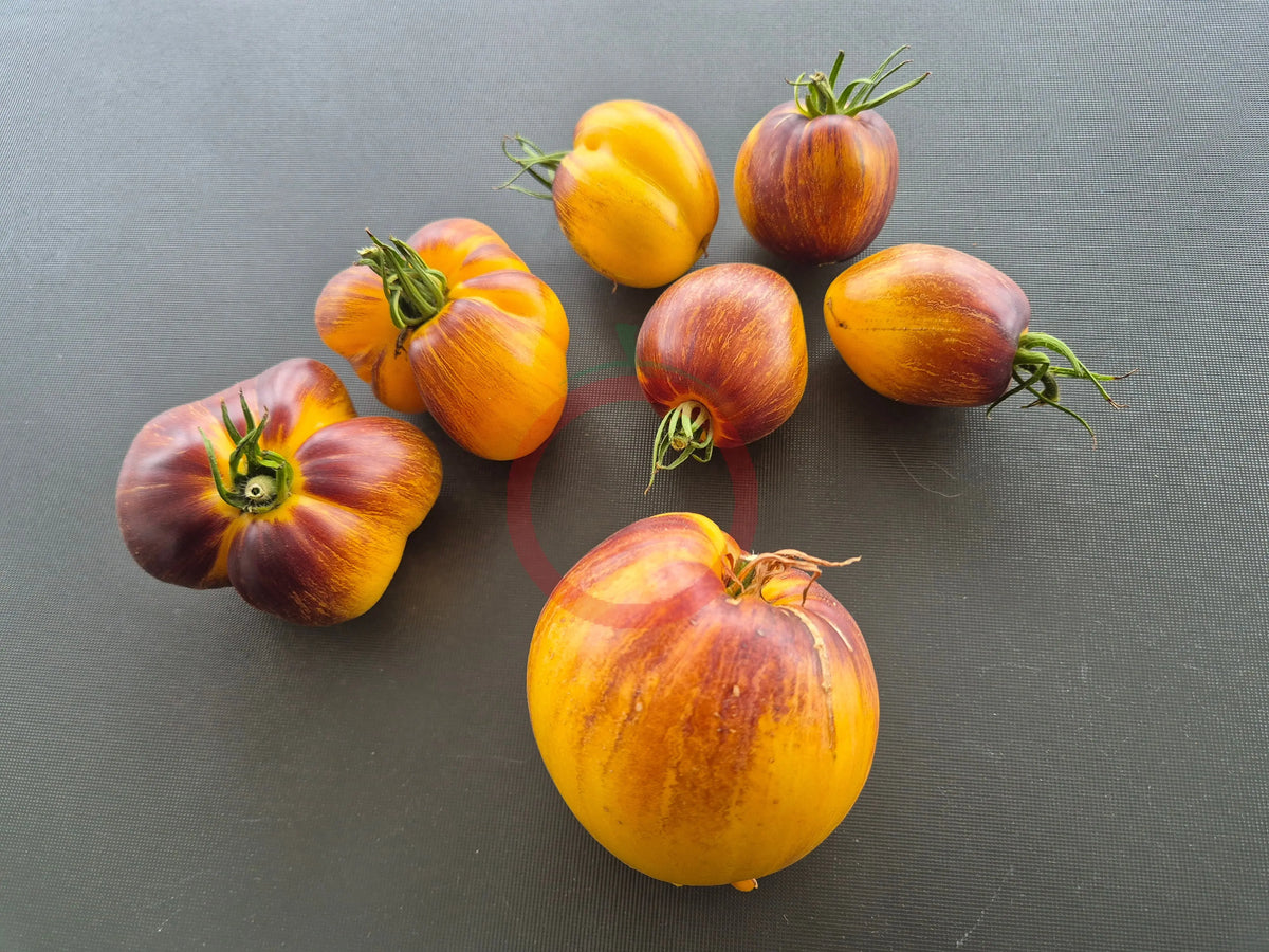 Sabotage DER TOMATENFLÜSTERER