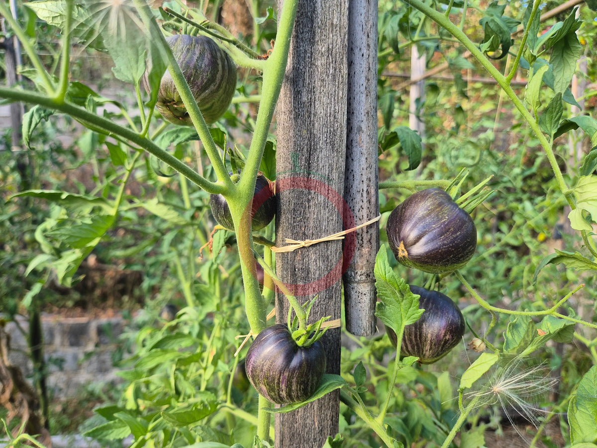 Sabotage DER TOMATENFLÜSTERER