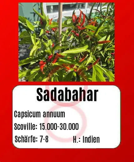 Sadabahar DER TOMATENFLÜSTERER