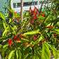 Sadabahar DER TOMATENFLÜSTERER