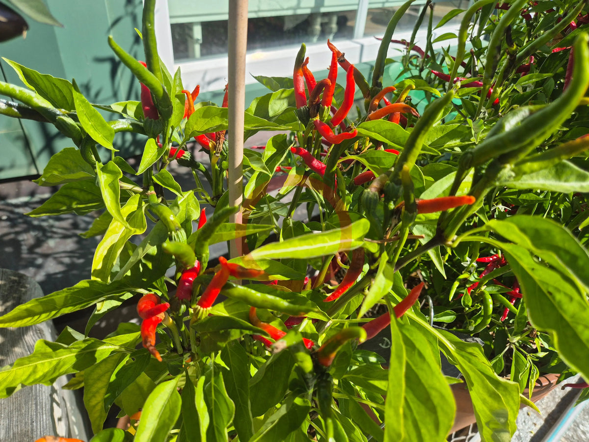Sadabahar DER TOMATENFLÜSTERER