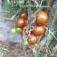 Safari DER TOMATENFLÜSTERER