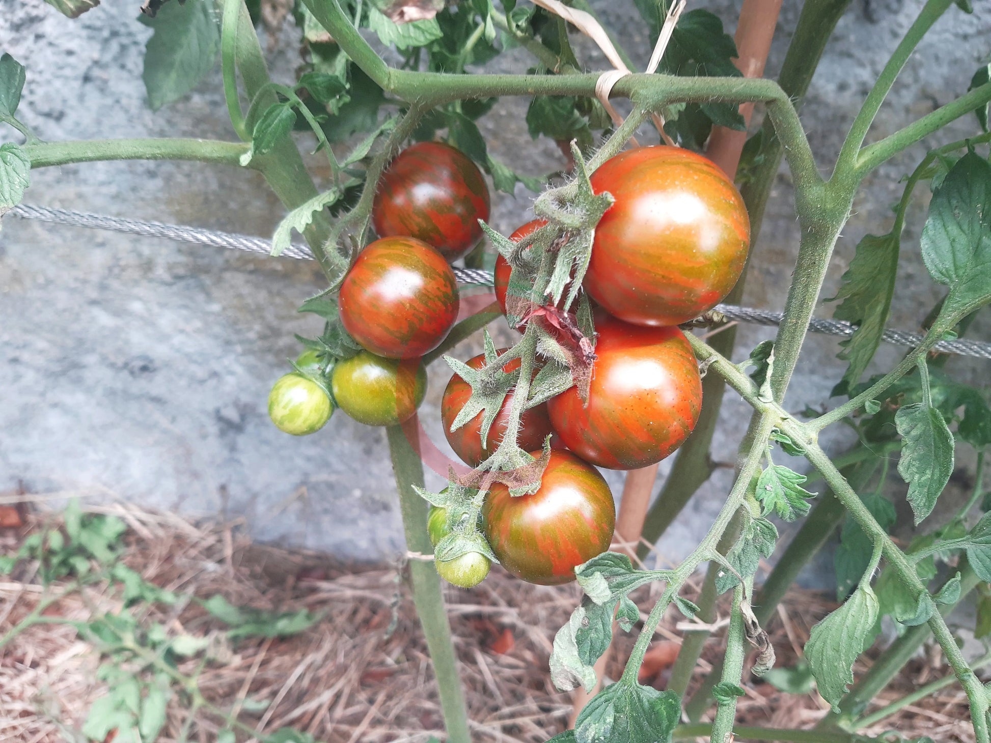 Safari DER TOMATENFLÜSTERER
