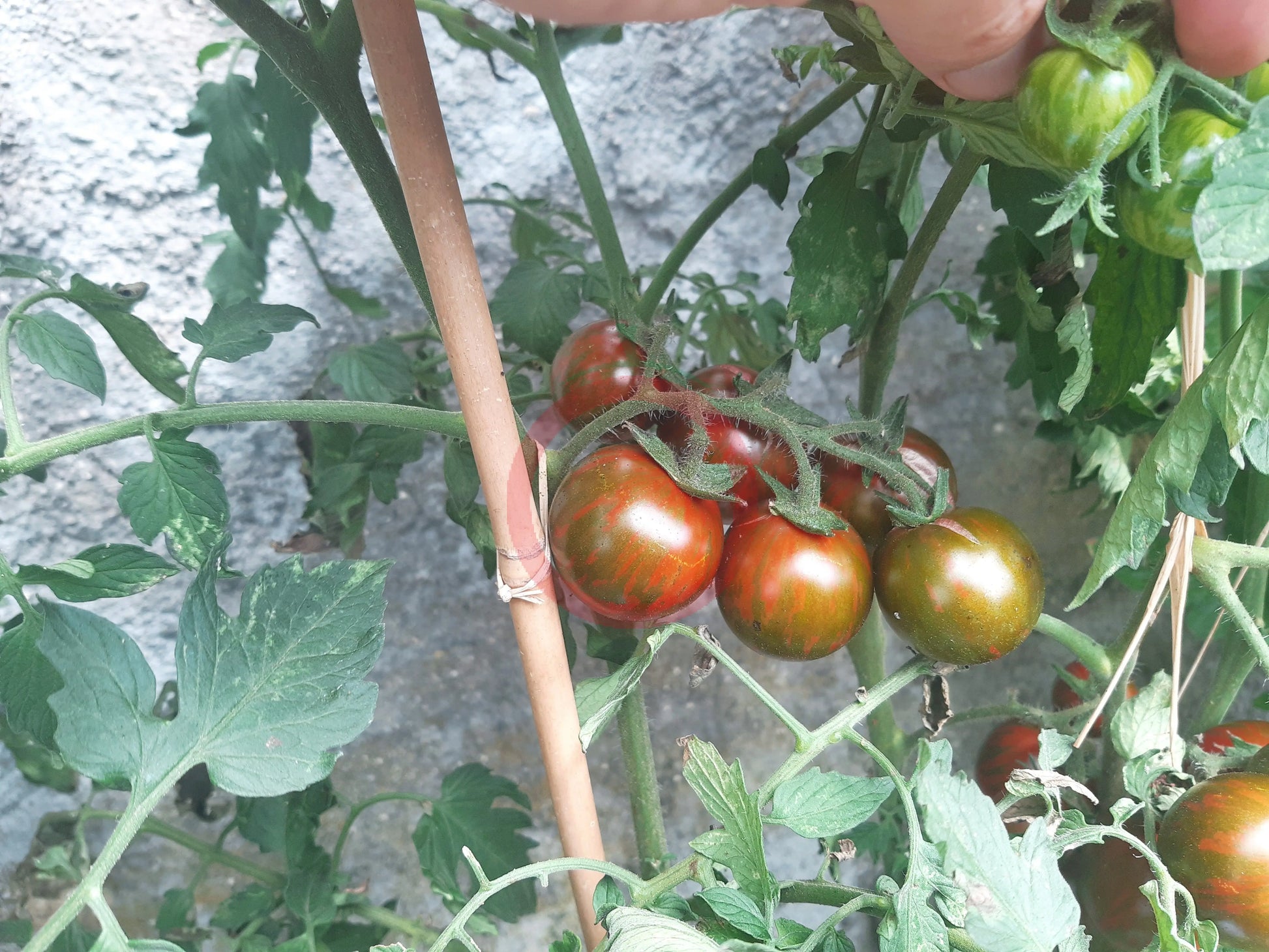 Safari DER TOMATENFLÜSTERER