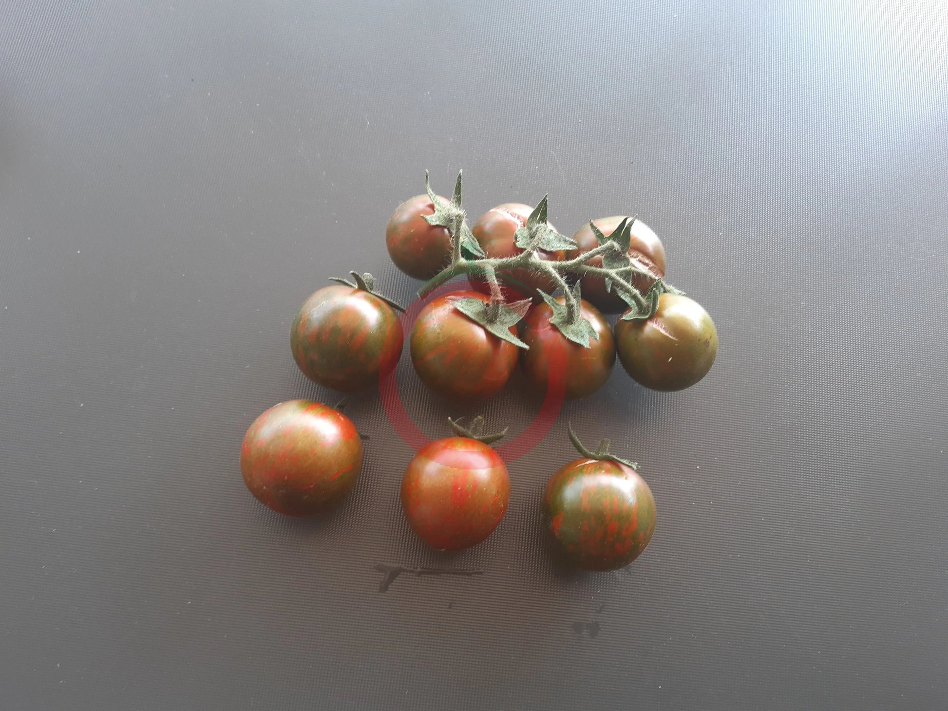 Safari DER TOMATENFLÜSTERER