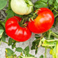 Saint Lucie DER TOMATENFLÜSTERER