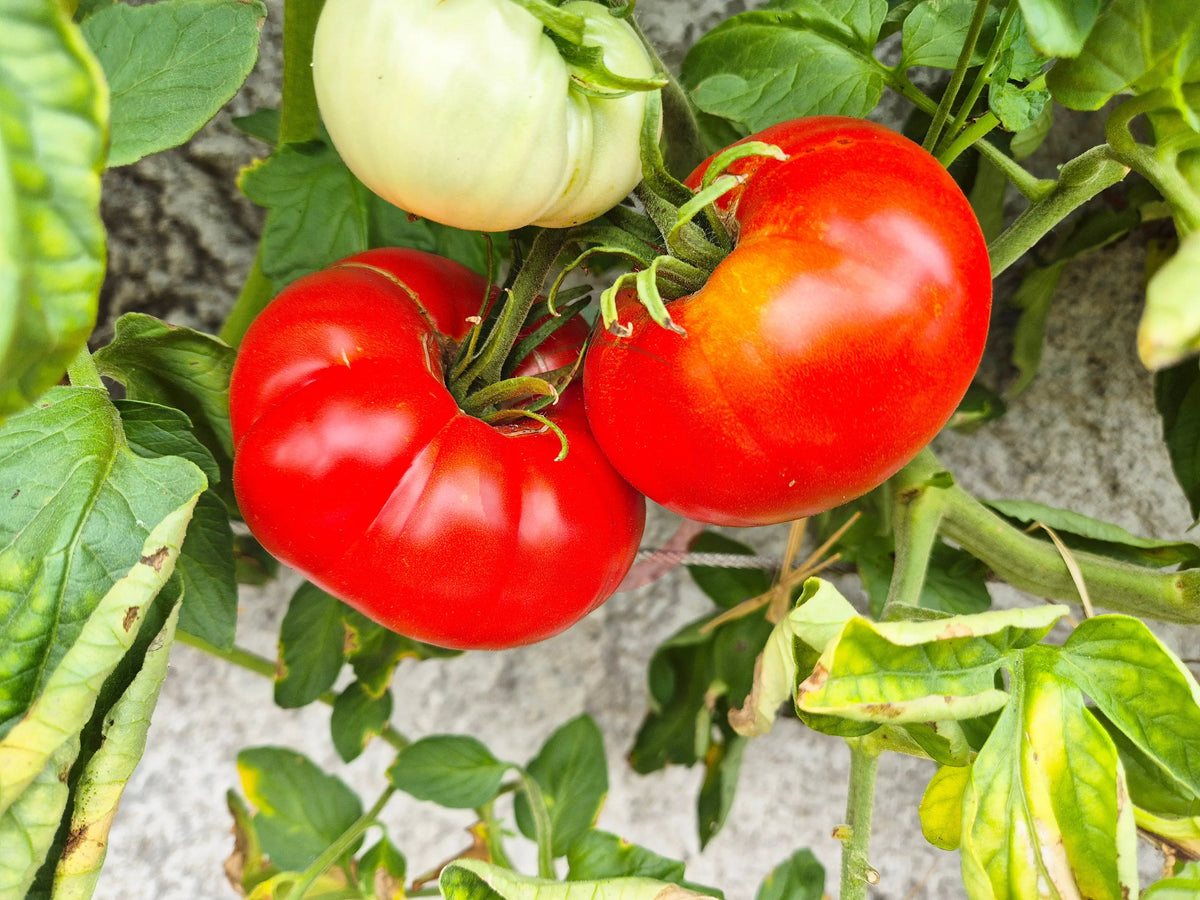 Saint Lucie DER TOMATENFLÜSTERER