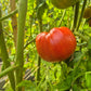 Sainte Colombe DER TOMATENFLÜSTERER