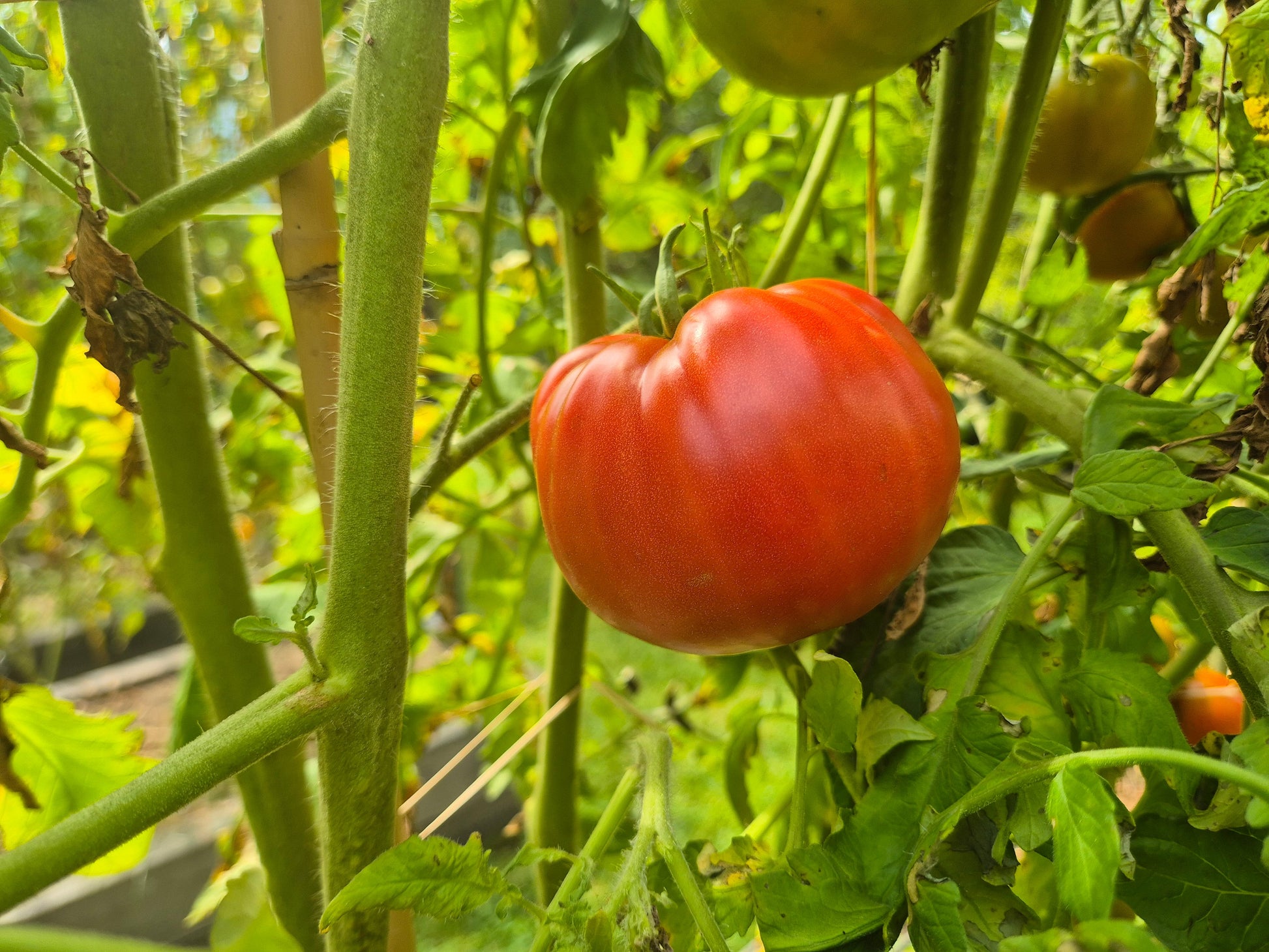Sainte Colombe DER TOMATENFLÜSTERER