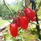 San Marzano DER TOMATENFLÜSTERER
