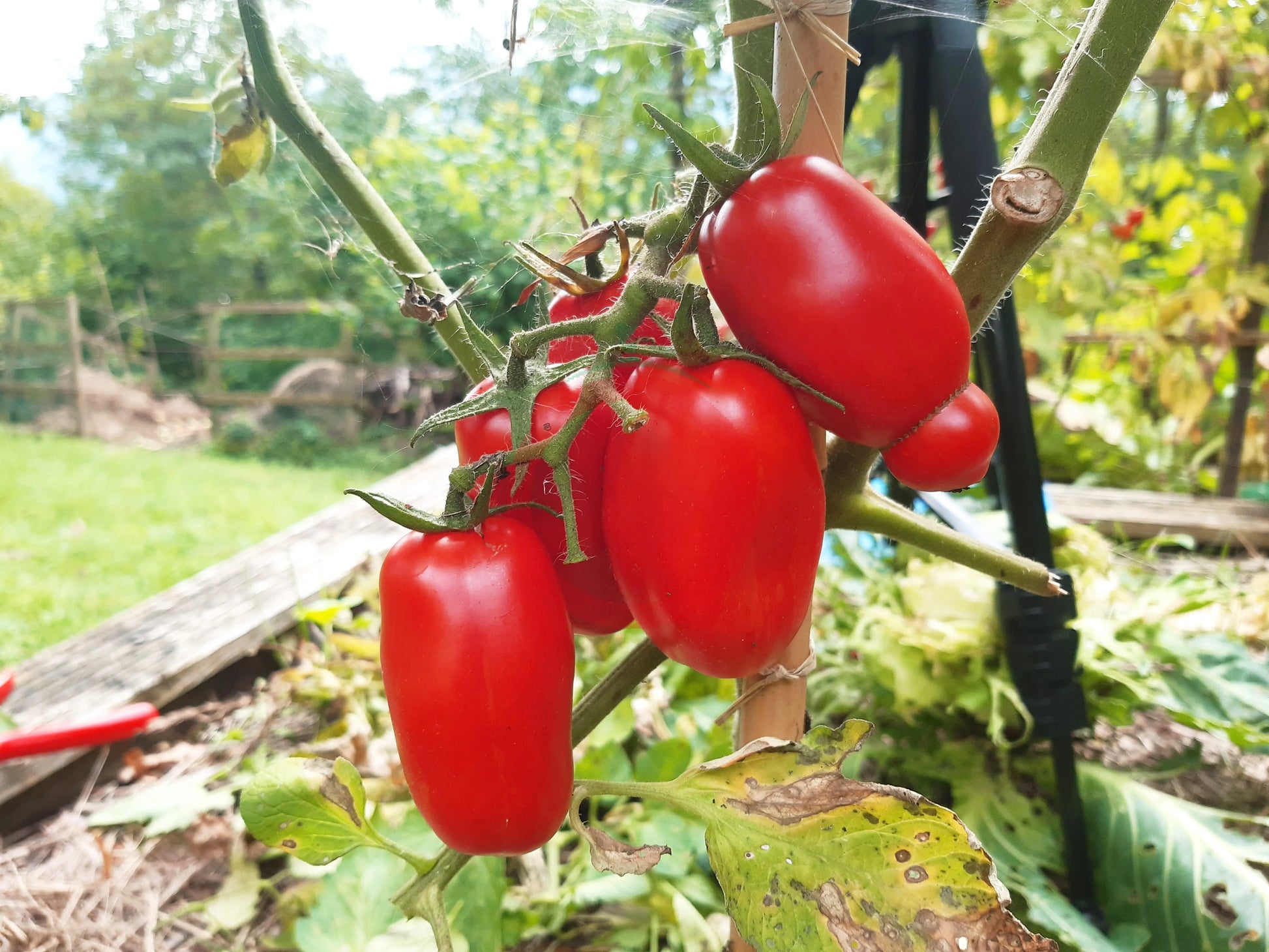 San Marzano DER TOMATENFLÜSTERER