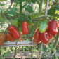 San Marzano DER TOMATENFLÜSTERER