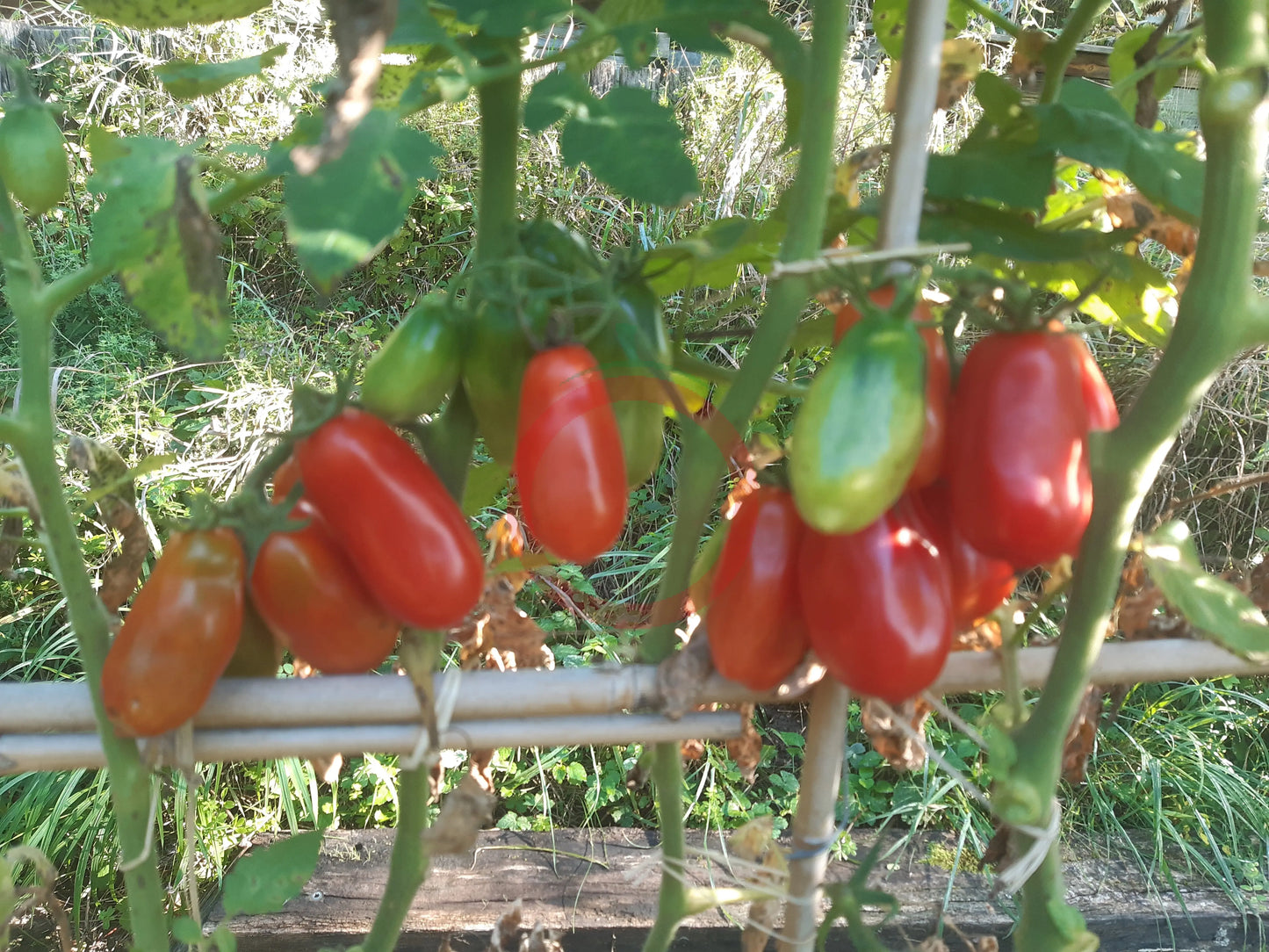 San Marzano DER TOMATENFLÜSTERER