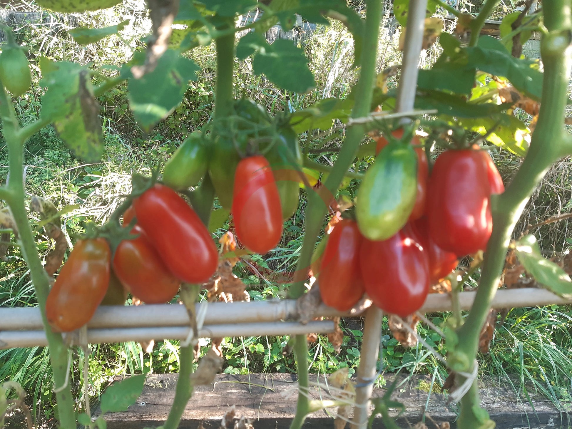 San Marzano DER TOMATENFLÜSTERER