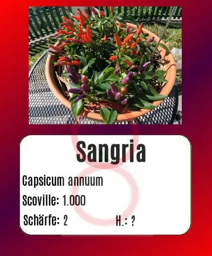 Sangria DER TOMATENFLÜSTERER