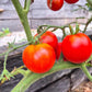 Santa Claus DER TOMATENFLÜSTERER