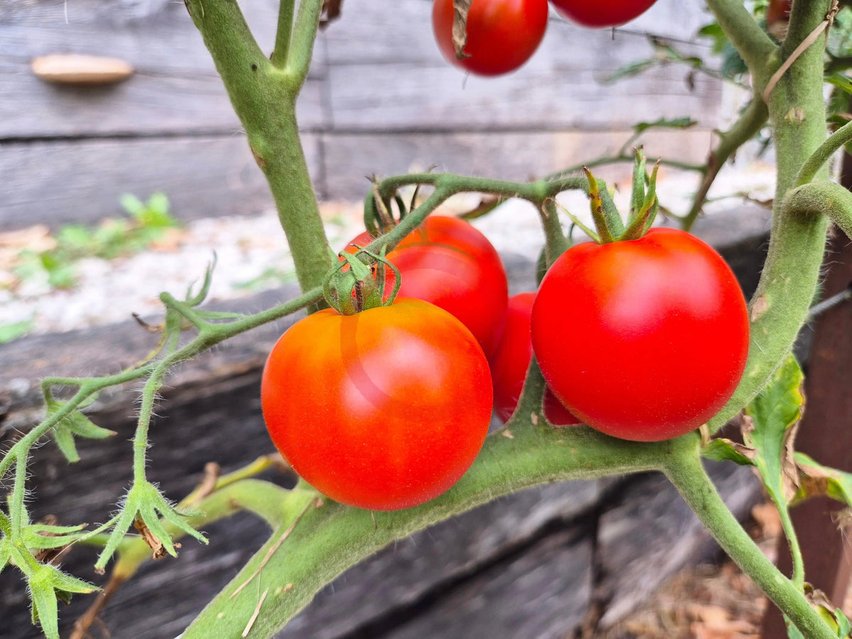 Santa Claus DER TOMATENFLÜSTERER