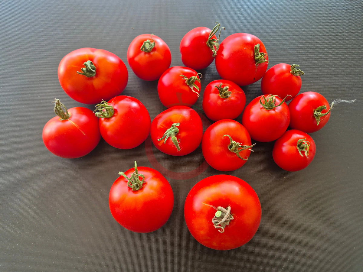 Santa Claus DER TOMATENFLÜSTERER